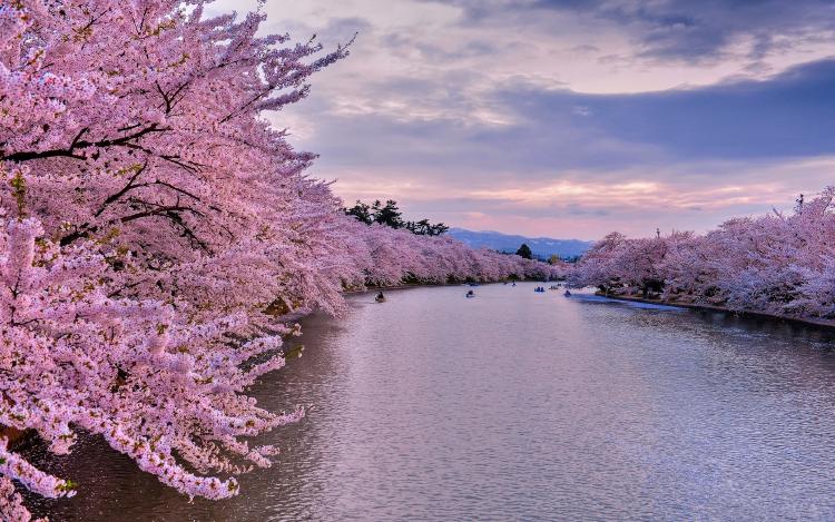 The Beauty of Sakura: Cherry Blossoms in Japan