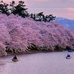 The Beauty of Sakura: Cherry Blossoms in Japan